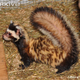 Illustration for article titled Monday Mustelid - Vormela peregusna Edition